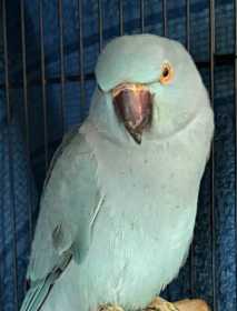 Found Indian Ringneck Parakeet