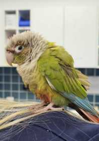Found Conure