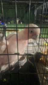 Found Galah Cockatoo