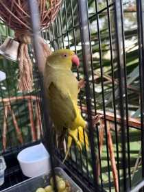 Found Indian Ringneck Parakeet