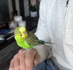 Found Budgerigar