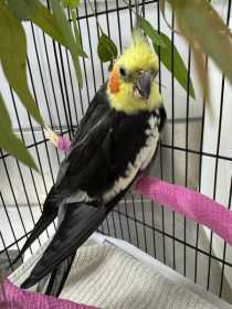 Found Cockatiel