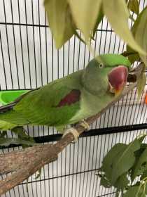 Found Alexandrine