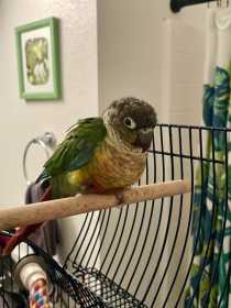 Found Conure