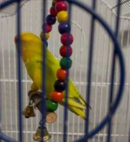 Found Lovebird