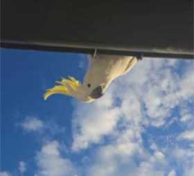 Found Cockatoo