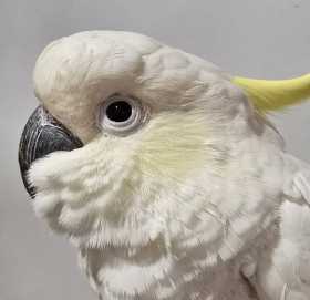 Found Cockatoo