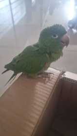 Found Bird / Parrot