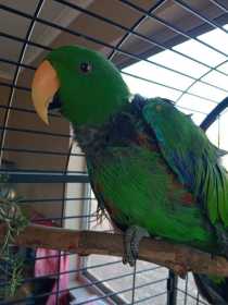 Found Eclectus