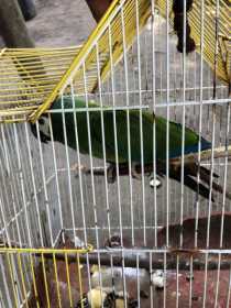 Found Macaw