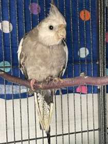Found Cockatiel