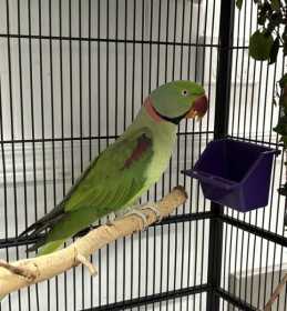 Found Alexandrine
