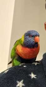 Found Lory / Lorikeet