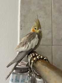 Found Cockatiel