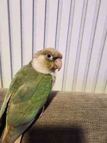 Found Conure
