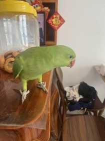 Found Indian Ringneck Parakeet
