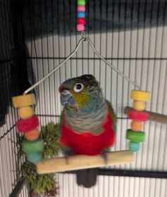Found Conure