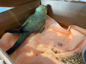 Found Indian Ringneck Parakeet