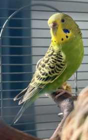 Found Parakeet