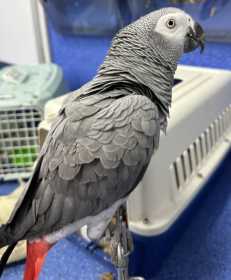 Found African Grey