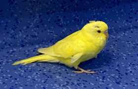 Found Budgerigar