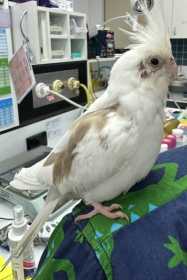 Found Cockatiel