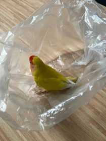 Found Lovebird