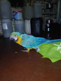 Found Macaw