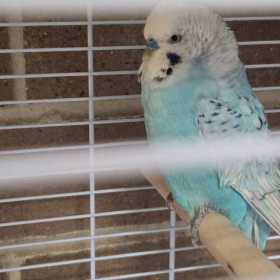 Found Budgerigar