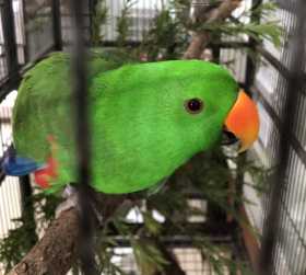 Found Eclectus