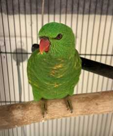 Found Lory / Lorikeet