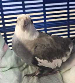 Found Cockatiel