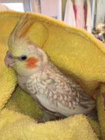 Found Cockatiel