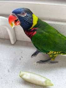 Found Lory / Lorikeet