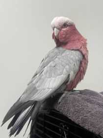 Found Galah Cockatoo