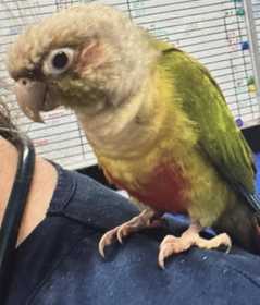 Found Conure