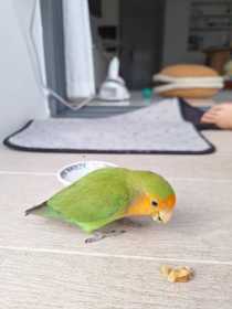 Found Lovebird