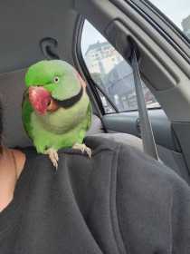 Found Alexandrine