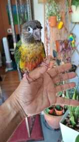 Found Conure
