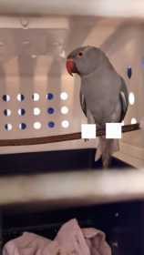 Found Indian Ringneck Parakeet
