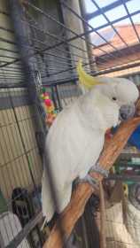 Found Cockatoo