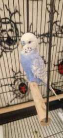 Found Budgerigar