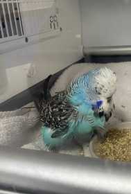Found Budgerigar