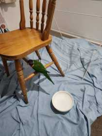 Found Lory / Lorikeet