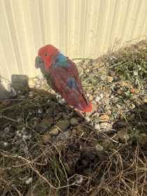 Found Eclectus