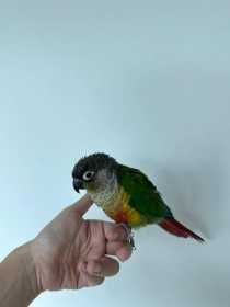 Found Conure