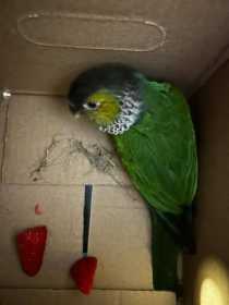 Found Conure