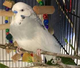Found Budgerigar