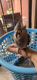 Found Cockatiel
