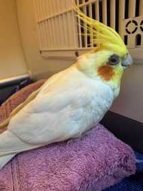 Found Cockatiel